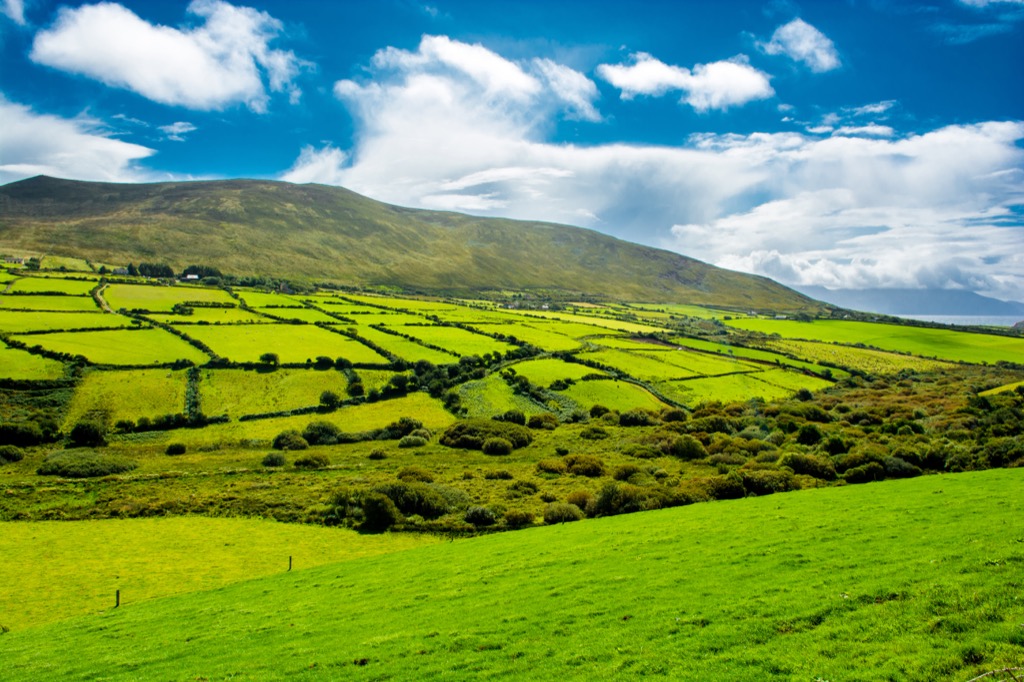 Beef grass pasture Amazing Facts