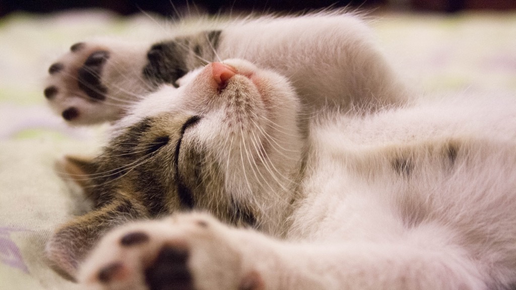 desktop backgrounds kitten sleeping cute animals