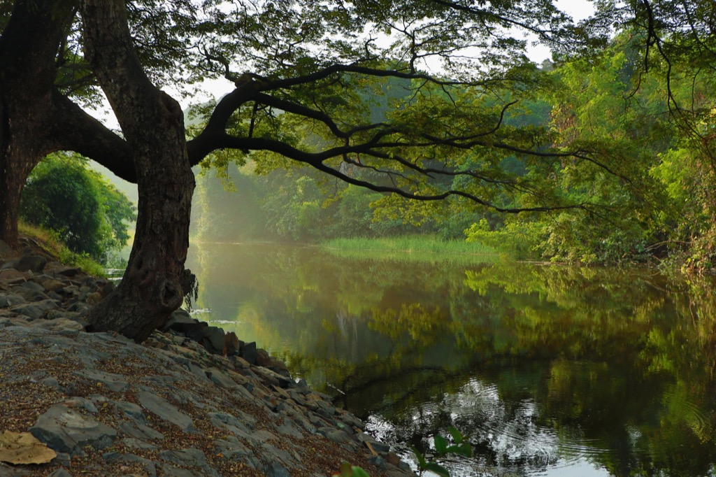 desktop backgrounds lake forest