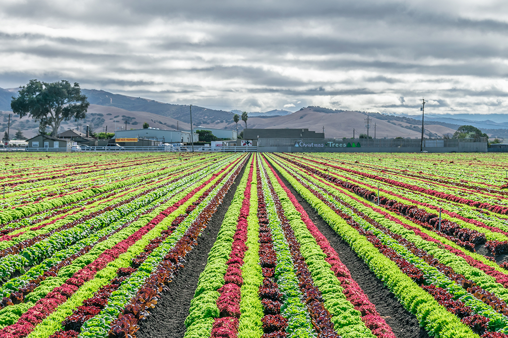 Salinas, CA, worst singles scenes, agriculture, lettuce
