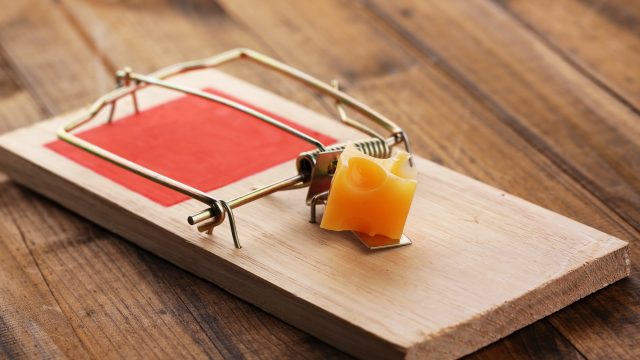 Spring-loaded mouse trap with cheese