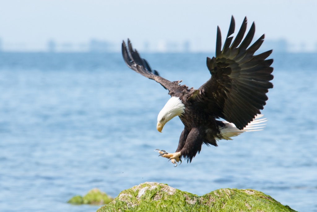 American bald eagle Amazing Facts