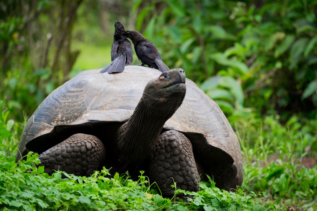 Tortoise awesome facts
