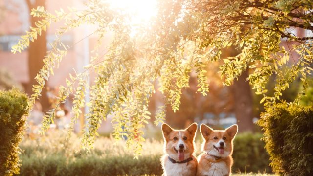Corgis on a lawn