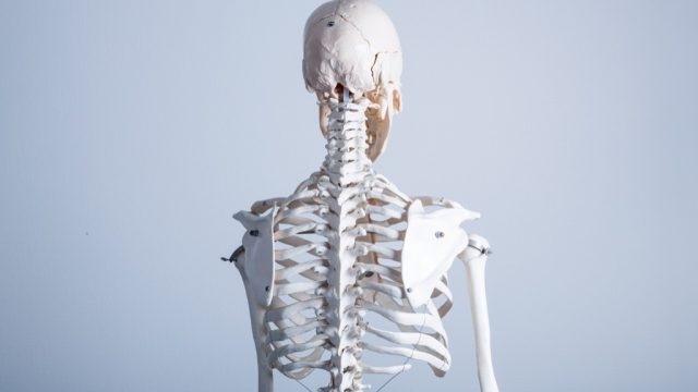 skeleton- skeleton jokes