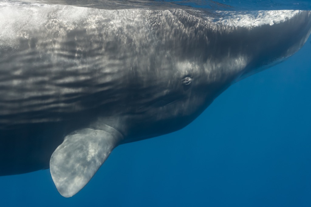 Whale underwater