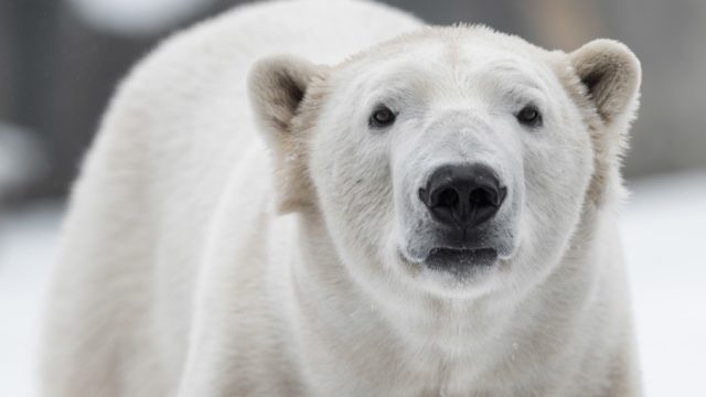 Polar bears