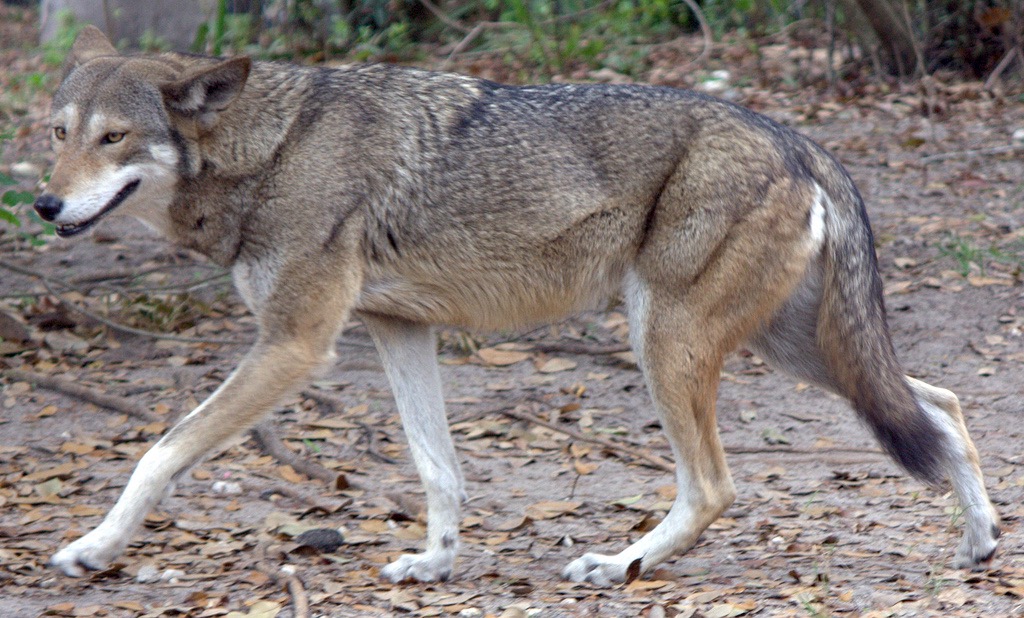 endangered species - deadliest animals