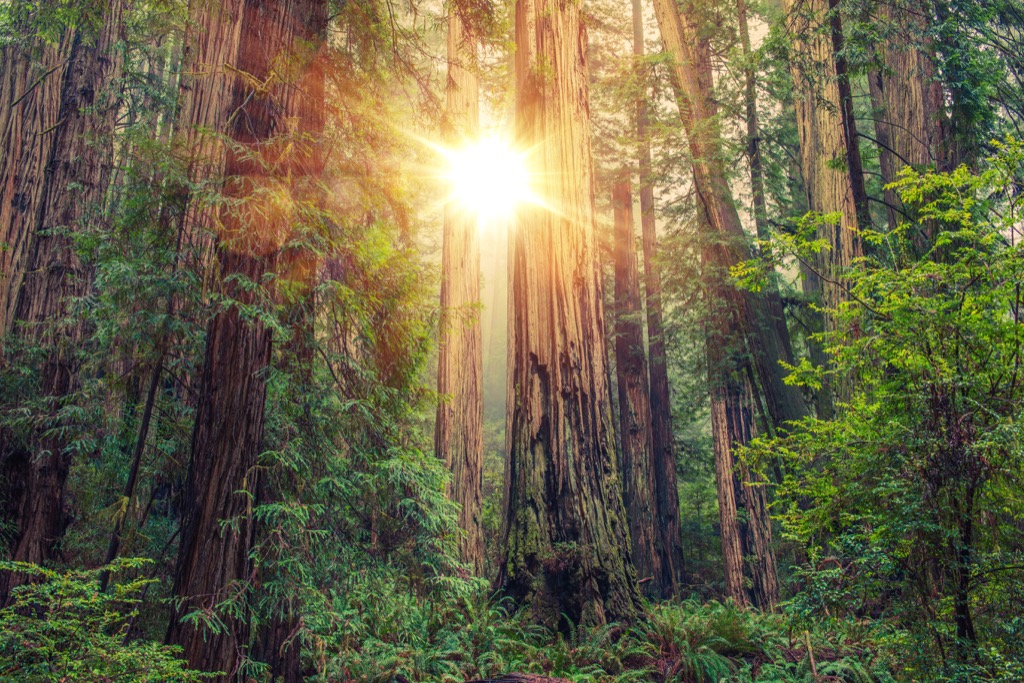 Sunlight coming through trees