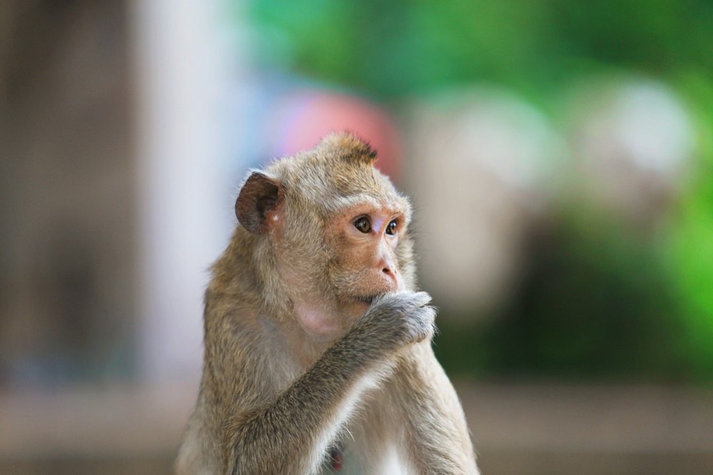 Monkey awesome facts