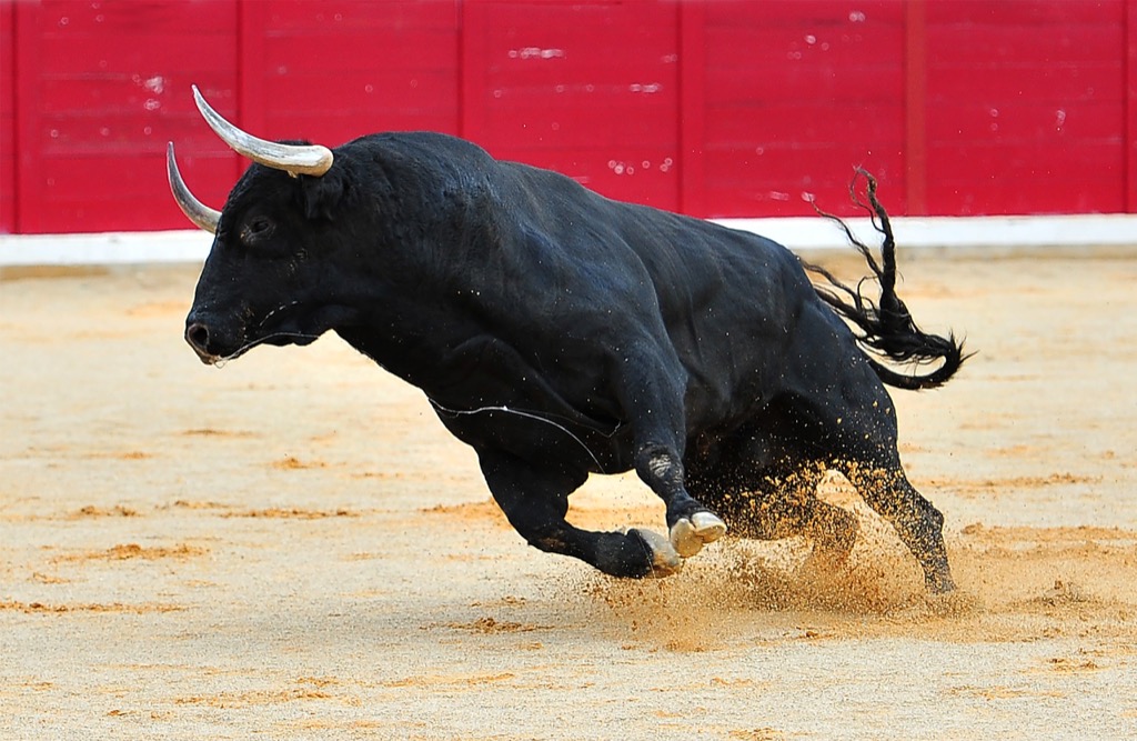 Bull awesome facts