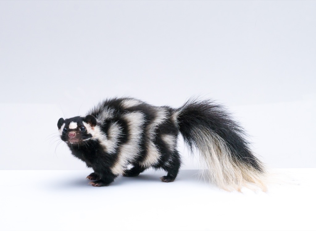 Skunk