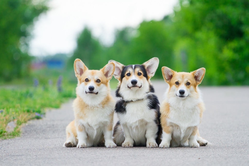 royal corgis