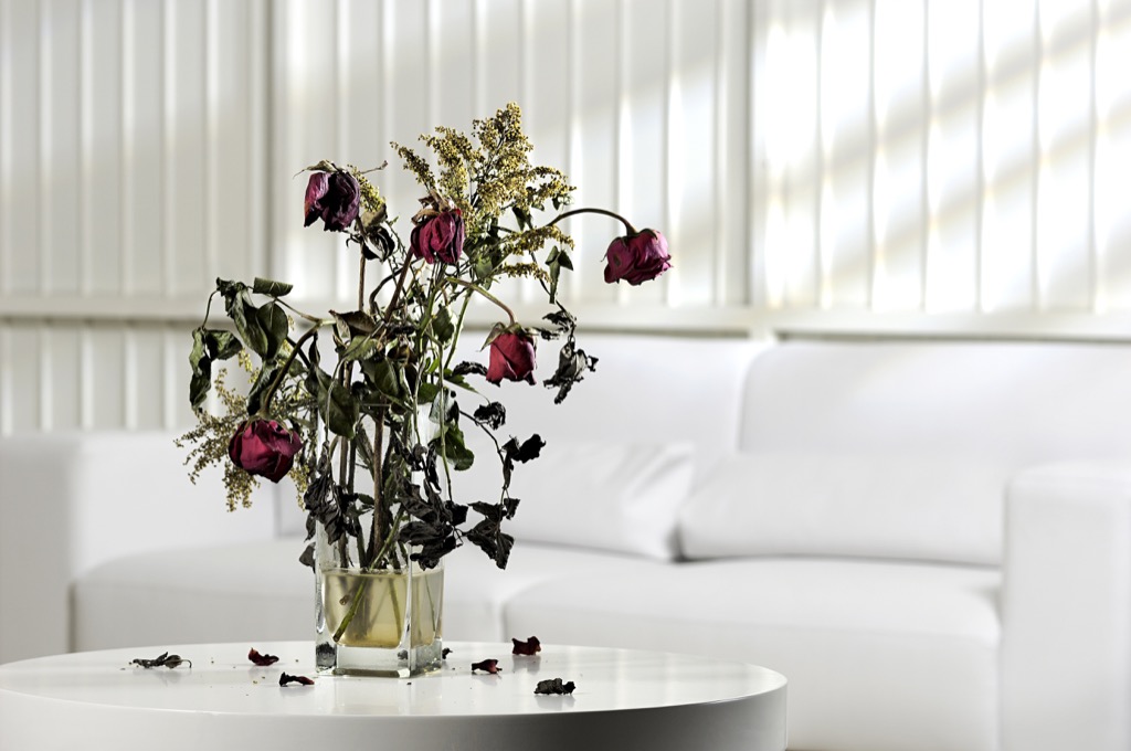 no woman over 40 should have dead flowers in her apartment