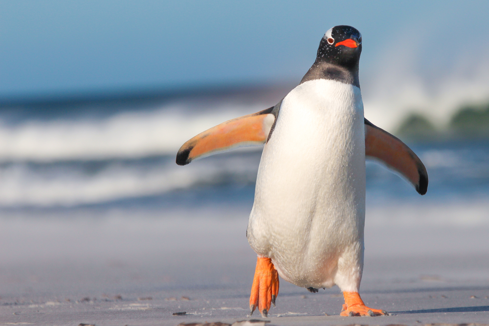 penguin coming for you Amazing Facts