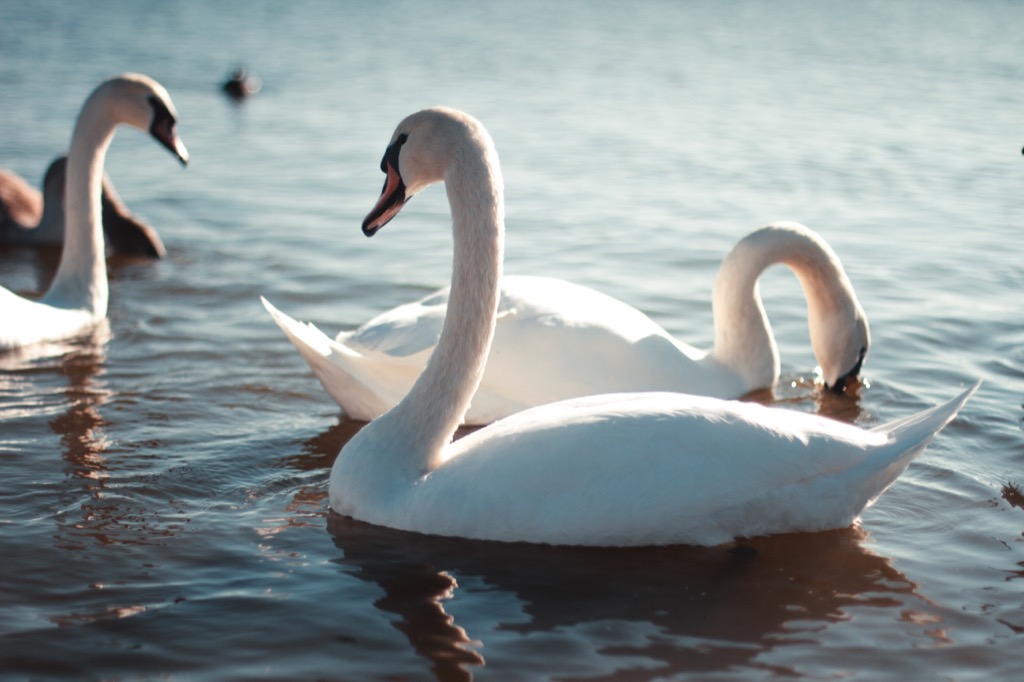 swans 