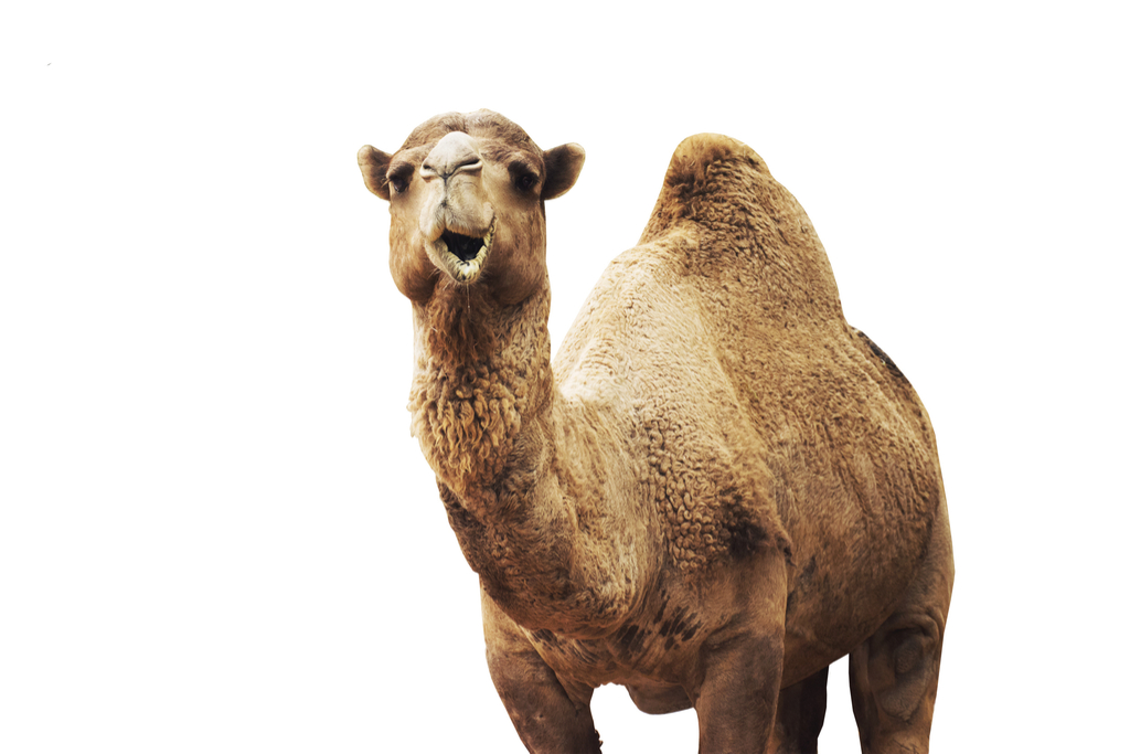 Camel Bogus 20th Century Facts corny jokes