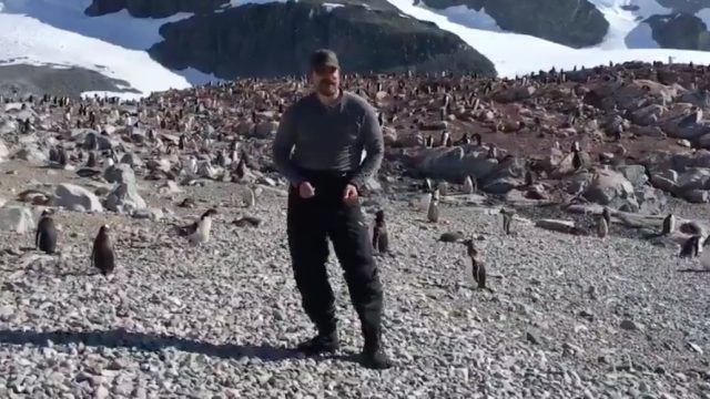 David Harbour dances with penguins in Antartica.
