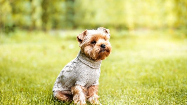 Dog in sweater