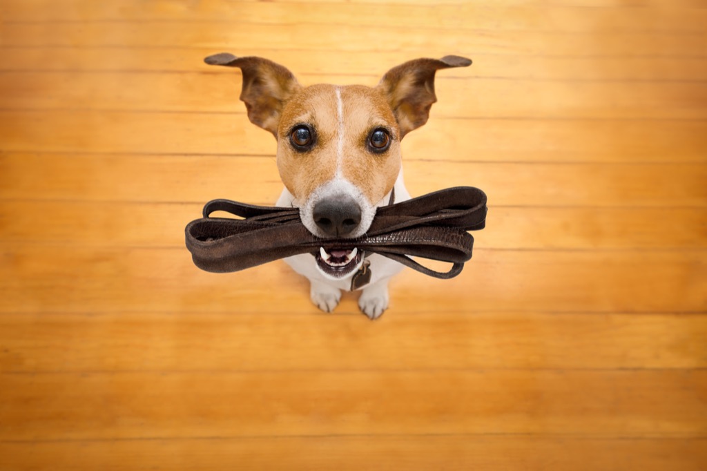 Dog leash