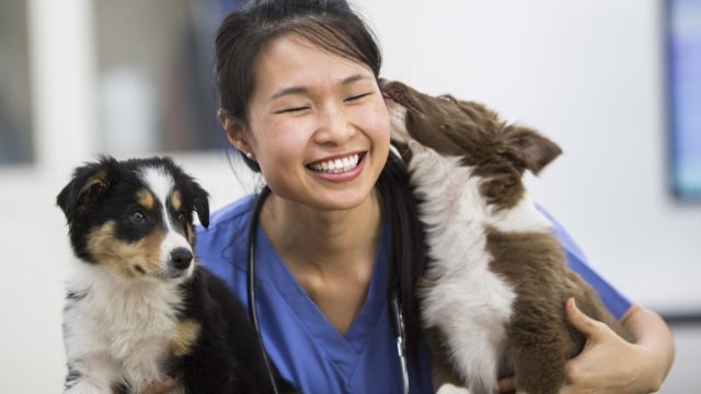 Vet with dogs