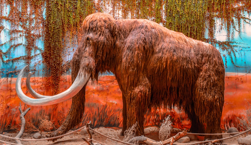 Woolly Mammoth display