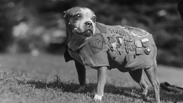 Sargent Stubby