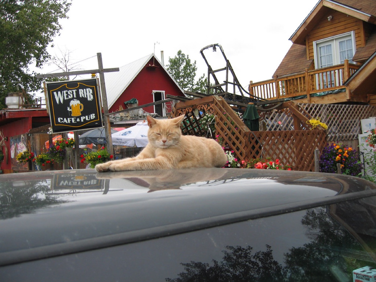 Stubs cat