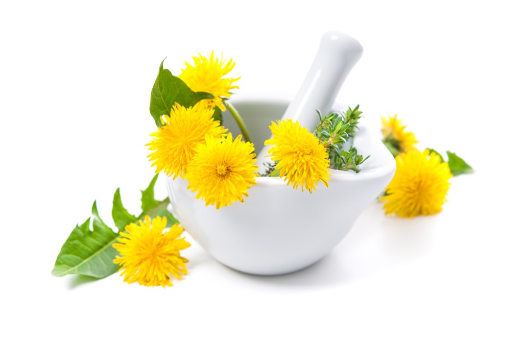 Dandelion