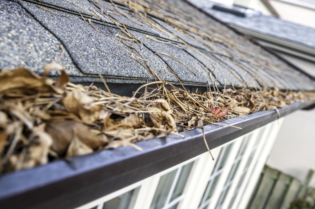 Gutter full of leaves