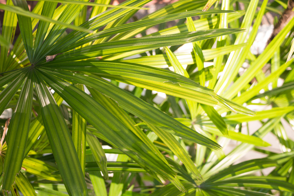 Saw Palmetto Supplements