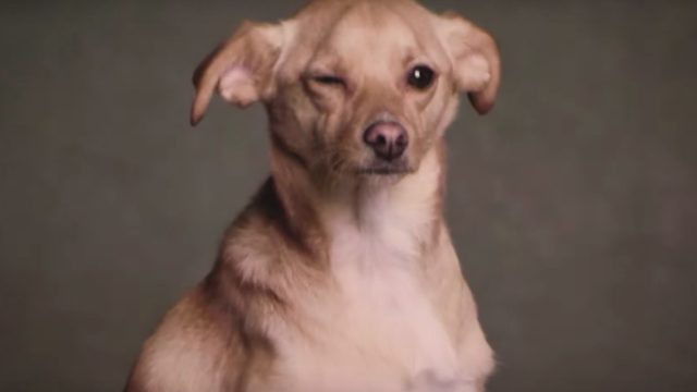 Ariana Grande's dog Toulouse winking