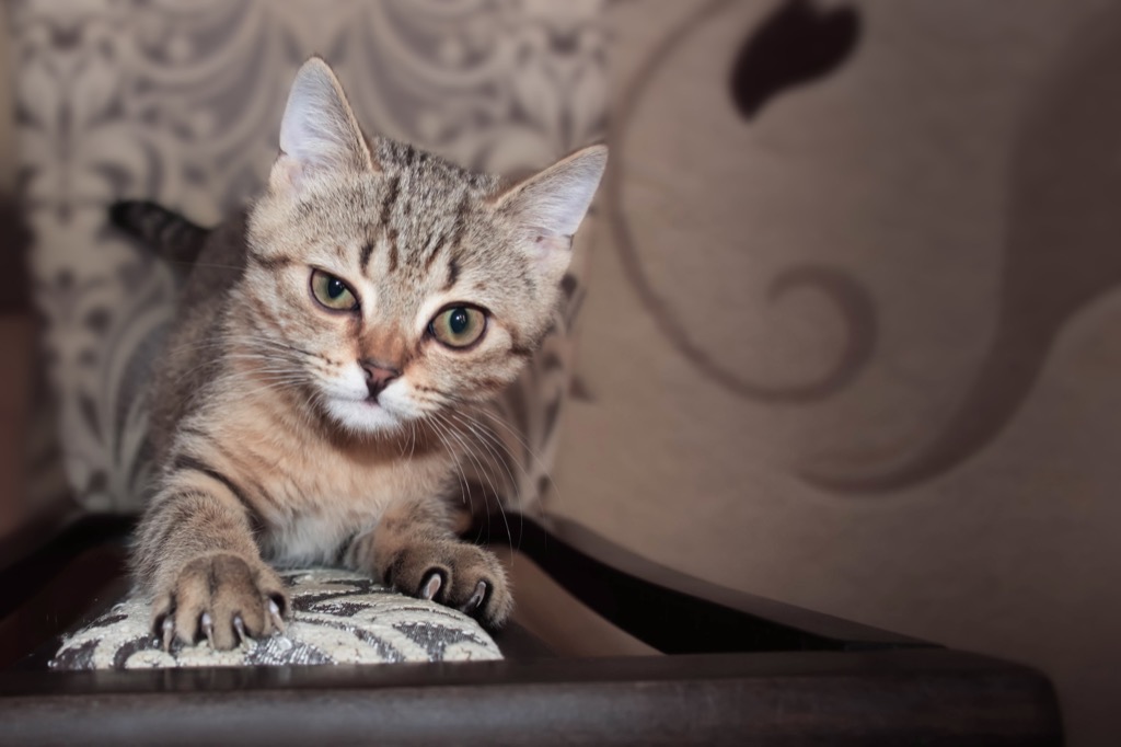 Cat Scratching Wordplay Jokes