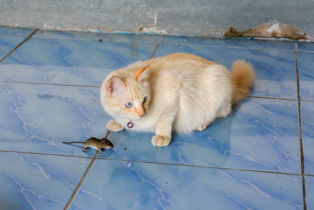 Cat and Mouse Animal Jokes