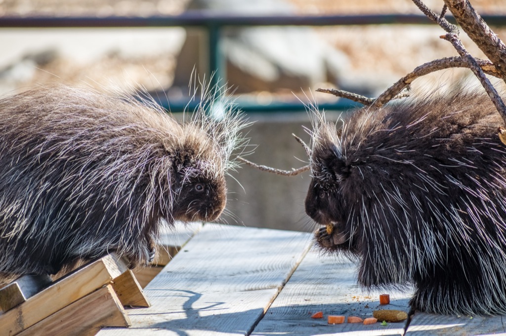 Porcupines