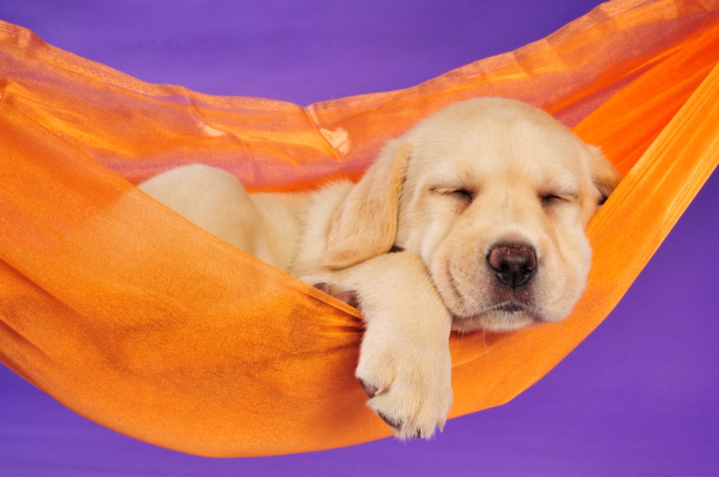 Puppy Sleeping in Hammock