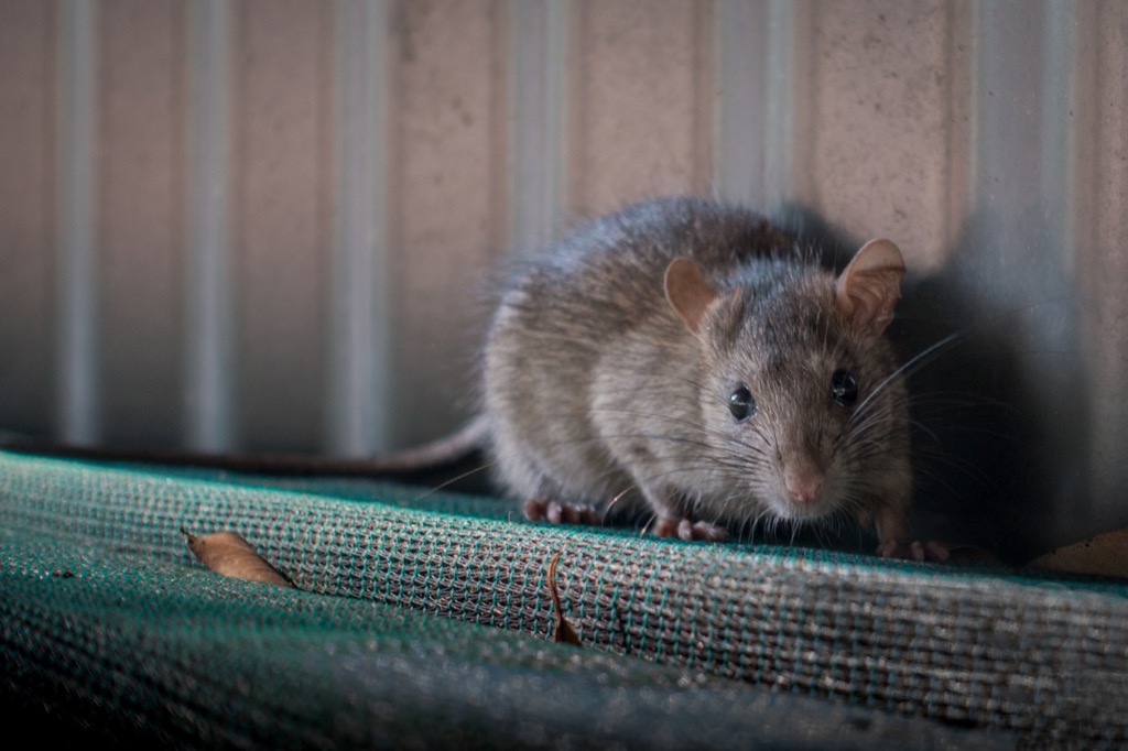ratatouille rates, Movie Facts