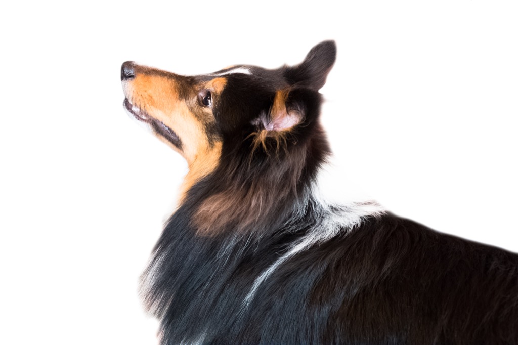 Sheepdog Animal Jokes