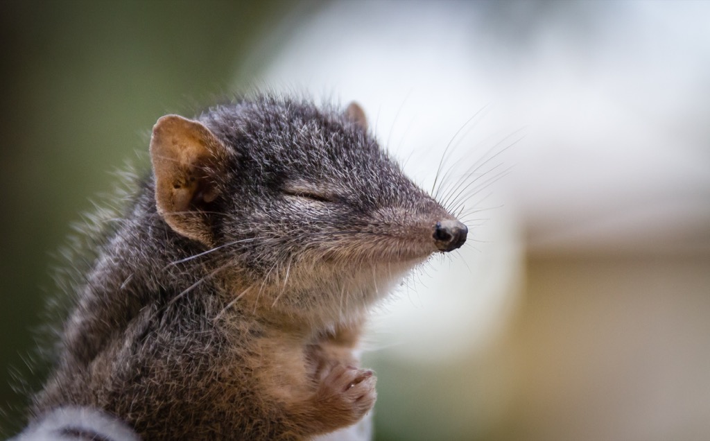 antechinus Amazing Facts