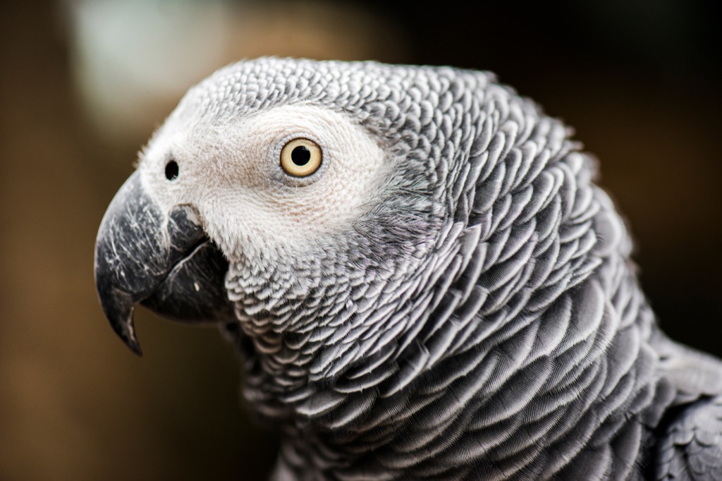 African grey parrot