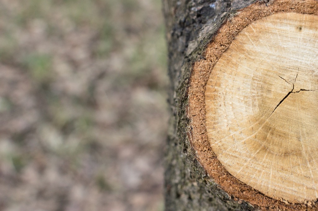 tree rings Random Obscure Facts