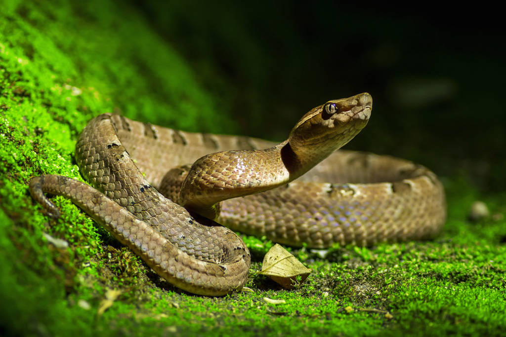 snake funny pet stories