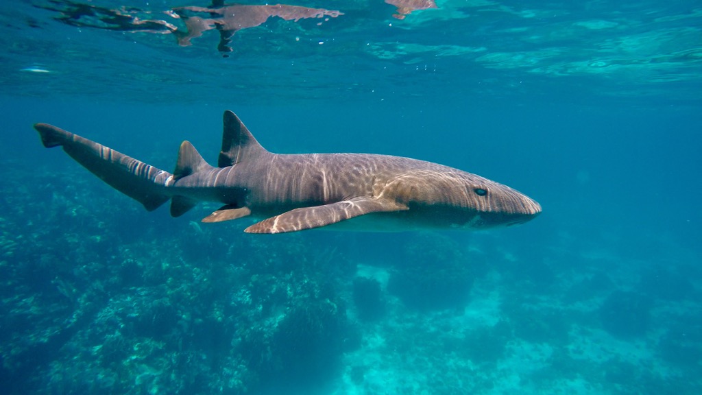 belize shark swimming ocean countries without clean water