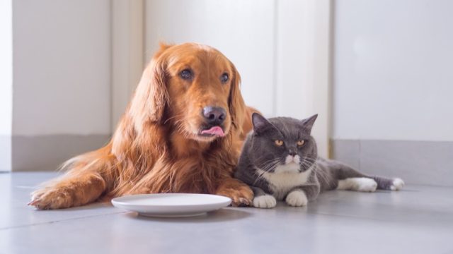 golden retriever and cat