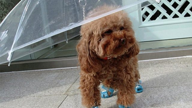Pet umbrella useless brilliant products