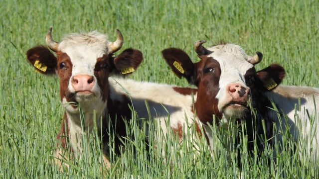 Two Cows in a field