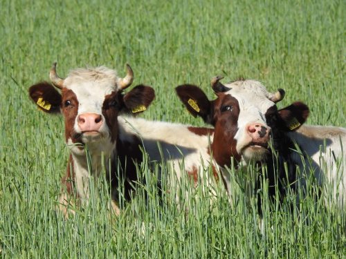 Two Cows in a field 