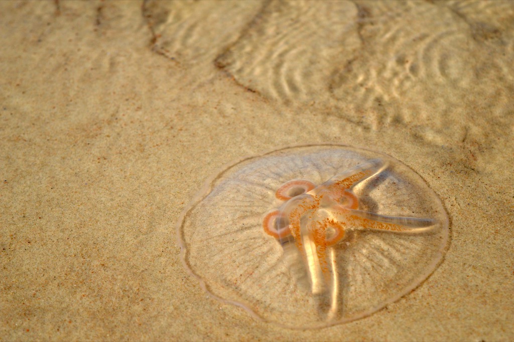 jellyfish on beach