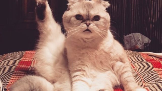 Taylor Swift Olivia Benson cat