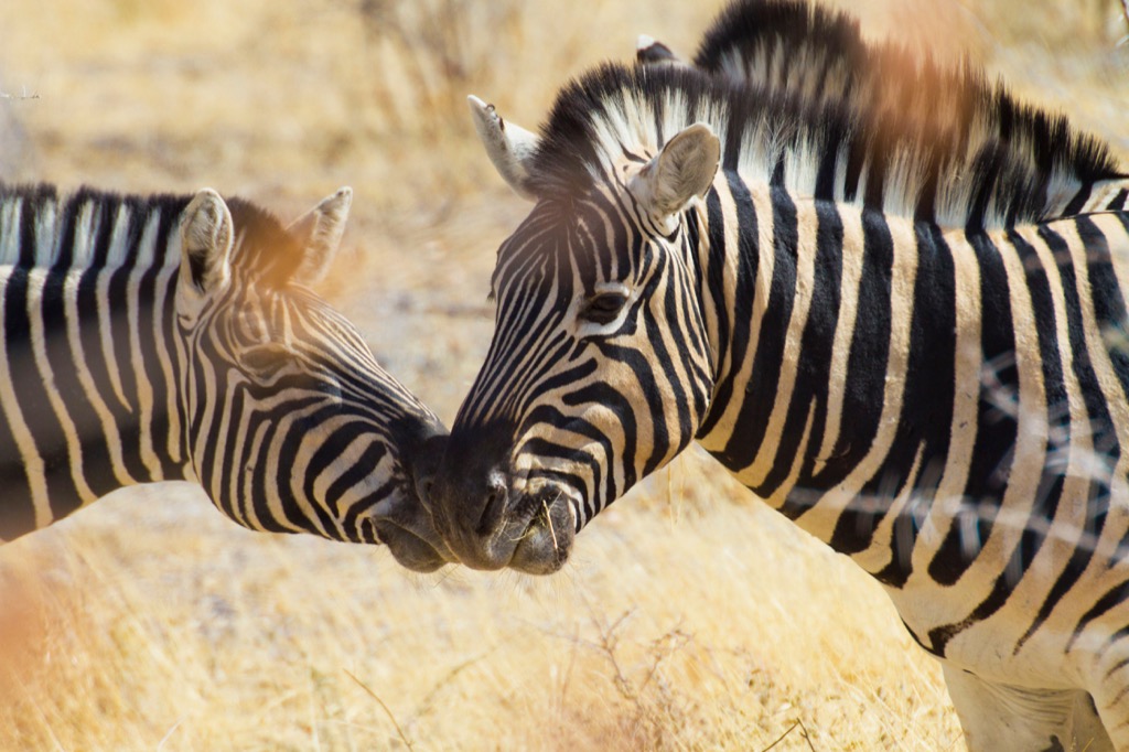africa kenya zebras countries without clean water
